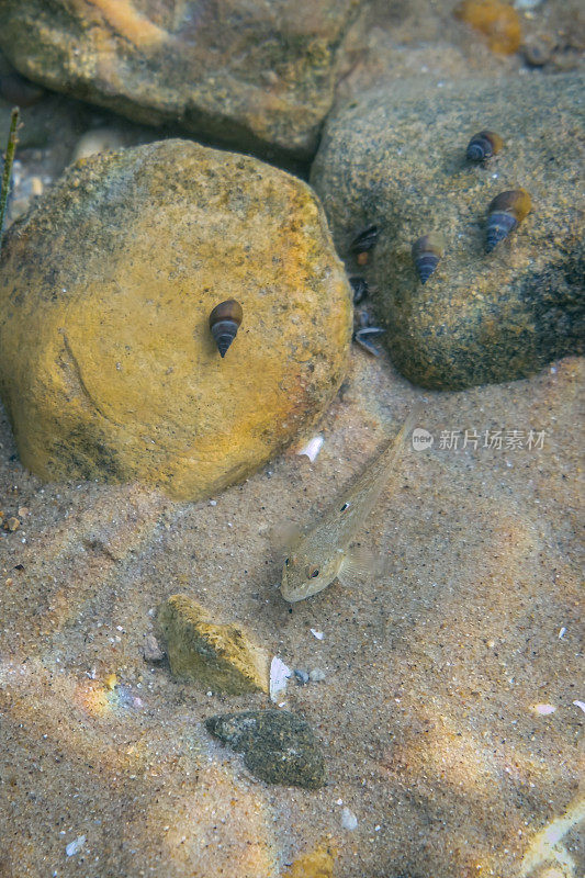一种入侵物种——圆虾虎鱼(Neogobius melanostomus)栖息在密歇根湖的沙底，蜗牛在岩石上吃草